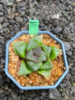 Haworthia Hybird Thailand (ส่งทั้งกระถาง) ไม้อวบน้ำ ต้นไม้ประดับ ไม้ต่างประเทศ  Suculnt