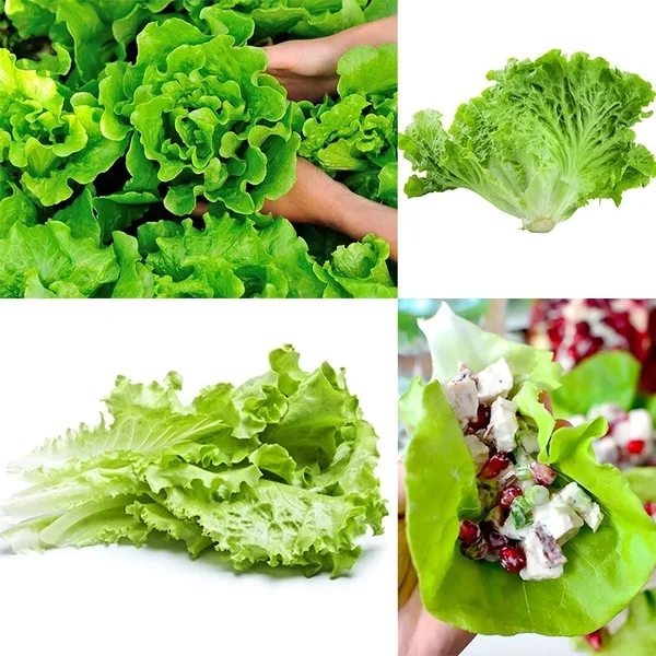 Philippines Ready Stock 100 Pcs Seeds Pack Plant Lettuce Seed Healthy Organic Salad Vegetable