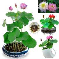 Mini Lotus Waterlily seeds 10 เมล็ด สินค้า บัวคละสี เมล็ดเล็ก ดอกดกทั้งปี ของแท้ 100% เมล็ดพันธ์ุบัวพันธุ์แคระ พันธุ์เล็ก ดอกบัว ปลูกบัว เม็ดบัว สวนบัว บัวจิ๋วญี่ปุ่น บัวแคระญี่ปุ่น ไม้ประดับ บอนไซOpportunity ต้นไม้มงคลจิ๋ว พันธุ์ดอกไม้