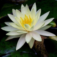 20 เมล็ด บัวสาย (Water lily) บัวอุบลชาติ บัวหลวง ฝรั่ง บัวดอกเล็ก บัวแคระ สายพันธุ์ Chalene strawn สีเหลือง เหมาะสำหรับปลูกในโหล Waterlilies Lotus Seeds