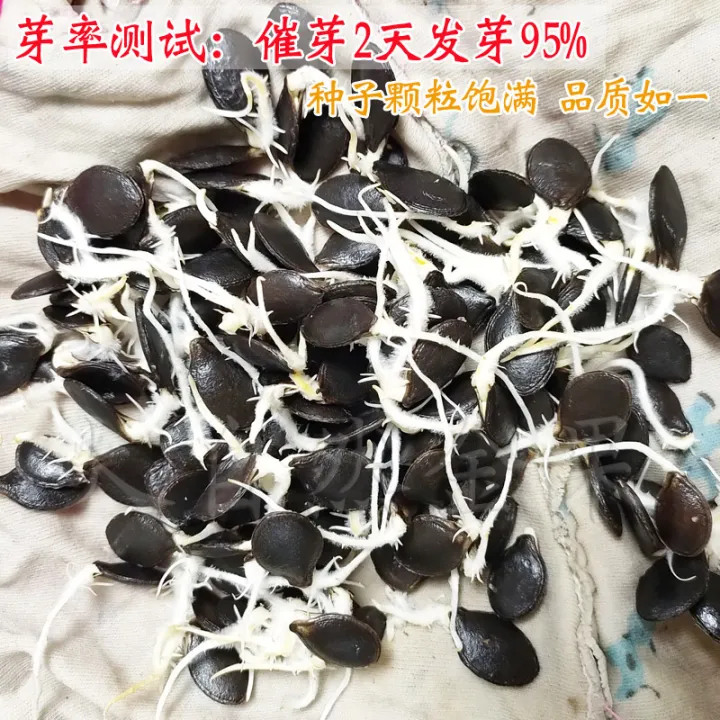 Cucumber watermelon grafting rootstock seed black seed pumpkin seed