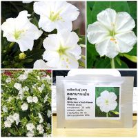 เมล็ดพันธุ์ ดอกบานเย็น สีขาว (White Four oclock Flower Seed) 20 เมล็ด คุณภาพดี ราคาถูก ของแท้