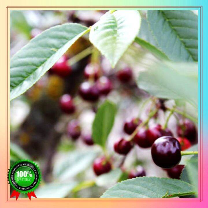 Fast Grow 100 Seeds Cherry Indoor and Outdoor Potted Live Plants seeds