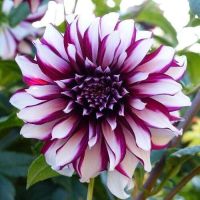 35 เมล็ด เมล็ดพันธุ์ Mystery Dahlia สายพันธุ์ยุโรป ดอกรักเร่ นำเข้าจากอังกฤษ seeds ดอกใหญ่ พร้อมคู่มือปลูก Dahlia seed.