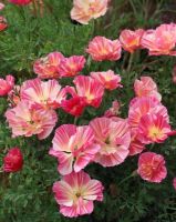 เมล็ดพันธุ์ แคลิฟอร์เนียป็อปปี้ Eschscholzia Californica California poppy 200 เมล็ด เมล็ดพันธุ์นำเข้าจากอังกฤษ