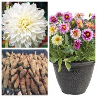 1 เหง้า/ชุุด รักเร่ Dahlia Bulb สายพันธุ์ White Perfection หัวรักเร่ ดอกไม้ ดอกรักเร่ เหง้า นำเข้า ยุโรป หัวสดใหม่ ผ่านการแช่เย็นแล้ว