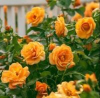 30 เมล็ด Plant Seeds เมล็ดพันธุ์ กุหลาบพวง Floribunda Rose Seeds สีส้ม ดอกหอม นำเข้าจากต่างประเทศ พร้อมคู่มือ เมล็ดสด ใหม่