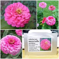 เมล็ดพันธุ์ ดอกบานชื่นสีชมพู (Pink Luminosa Zinnia Seed) 100 เมล็ด คุณภาพดี ราคาถูก ของแท้