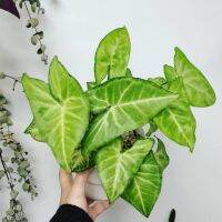 (ไม้เลื้อย เลี้ยงน้ำได้) Syngonium Podophyllum ไม้อวบน้ำ สีเขียวเหลืองนวลจันทร์ โคนใบเป็นรูปศร ตกแต่งห้อง สวน บ้าน และคาเฟ่ โตไวมาก