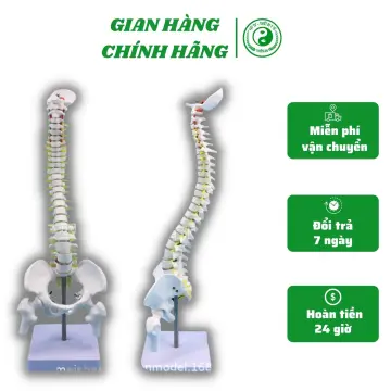 Chẩn đoán X Quang cột sống  Bệnh viện Quân Y 103