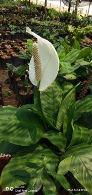 ต้นเดหลีใหญ่ (Peace lily) กระถาง11นิ้ว &nbsp;เป็นไม้มงคลที่ช่วยส่งเสริมให้ผู้ปลูกมีอายุมั่นขวัญยืน และนำโชคลาภมาให้