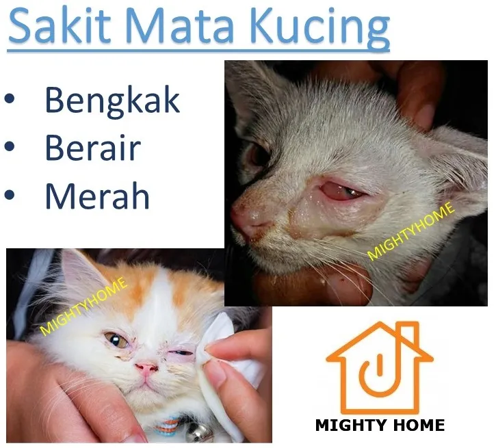 Ubat Mata Sakit Mata Untuk Kucing Anjing Cat Dog Eye Treatment Ointment Infection Ubat Mata Kucing Vet Recommend Pet Eyes Antiseptic Cream Ubat Mata Kucing Eyes Ointment Vet Recommend Lazada