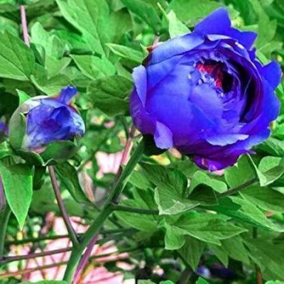 10 เมล็ด เมล็ดโบตั๋น ดอกโบตั๋น ดอกพีโอนี (Peony) สีฟ้า น้ำเงิน Blue Peony ดอกไม้นี้​เป็นสัญลักษณ์ของความมั่งคั่งร่ำรวย ความซื่อสัตย์