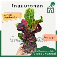 โกสนบางกอก กระถาง 5-6 นิ้ว ต้นโกสน เป็นไม้แดด ไม้ด่างสวย ใบสีสันสดใส