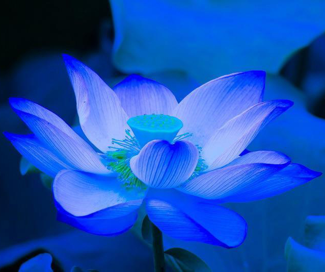 10pcs Seeds Blue Lotus Bowl Water Lily Nelumbo Nymphaea Sapphire Pond Flower 