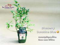 ต้นบลูเบอร์รี่ ล็อตใหม่ ( ติดผลหมดแล้วครับ )  ต้นฟอร์มสวย./Blueberry.Sunshine.Blue(นำเข้าจากฮอลแลนด์)