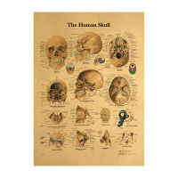 【H174】Human Body Illustration - Kraft Paper Head Retro Poster Classroom Museum Decoration