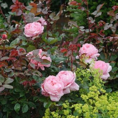 30 เมล็ด เมล็ดพันธุ์ Bonsai Rosa Brother Cadfael สายพันธุ์อังกฤษ ดอกกุหลาบ นำเข้าจากอังกฤษ ดอกใหญ่ พร้อมคู่มือปลูก English Rose Seed