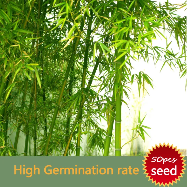 High Yielding Variety Moso Bamboo Seeds for Planting Free Seed
