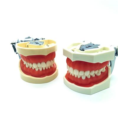 28Pcs/32Pcs Removable Teeth Model With Screw In Dental Standard Teeth Model For Dental Practice