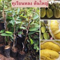 ?ทุเรียนหลง ต้นใหญ่ ต้นเสียบยอด? ?ความสูงต้นประมาณ 50-55 ซม?