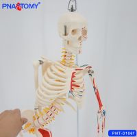 85 cm teaching activities with his human body skeleton model the spine flexible limbs muscle; removable belt sten