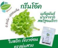 เมล็ด กรีนโอ๊ค Green Oak จำนวน 200 เมล็ด นำเข้าจากสหรัฐอเมริกา