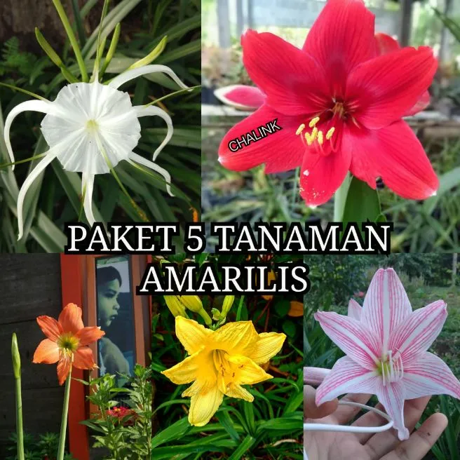 Paket 5 Tanaman Bunga Amarilis - Amarilis Merah - Pink - Putih - Kuning -  Orange | Lazada Indonesia