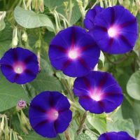 เมล็ดพันธุ์ มอร์นิ่งกลอรี แกรนด์ป้า อ๊อด (Grandpa Ott Morning Glory Seed) บรรจุ 15 เมล็ด คุณภาพดี ของแท้