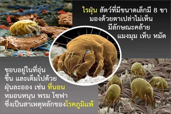 ส่งฟรี-flash-sale-ไรฝุ่น-สเปรย์กำจัดไรฝุ่น-mite-fearr-2-กระป๋อง-mitefearr-ช่วยเรื่อง-ภูมิแพ้ไรฝุ่น-สเปรย์ไรฝุ่น-ป้องกันไรฝุ่น-ฆ่าไรฝุ่่น-กลิ่นยูคาลิ