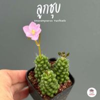 ลูกชุบ Anacampseros Vanthielii ไม้อวบน้ำ กุหลาบหิน แคคตัส กระบองเพชร cactus&amp;succulent