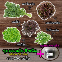 เมล็ดสลัด 5 ชนิด ? พร้อมอุปกรณ์เพาะเมล็ดทั้ง 5 ชนิด ? ผักสลัด เมล็ดผักสลัด เมล็ดพันธุ์ผักสลัด ไฮโดรโปนิกส์ รวม 250 เมล็ด #C