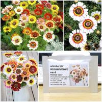 เมล็ดพันธุ์ ดอกเพ้นท์เดซี่ คละสี (Painted Daisy Mix Seed) 100 เมล็ด คุณภาพดี ราคาถูก ของแท้