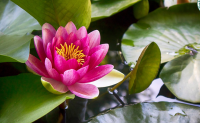 20 เมล็ด บัวสาย (Water lily) บัวอุบลชาติ บัวฝรั่ง บัวนอก บัวเล็ก บัวแคระ สายพันธุ์ james brydon สีม่วง เหมาะสำหรับปลูกในโหล Waterlilies Lotus Seeds