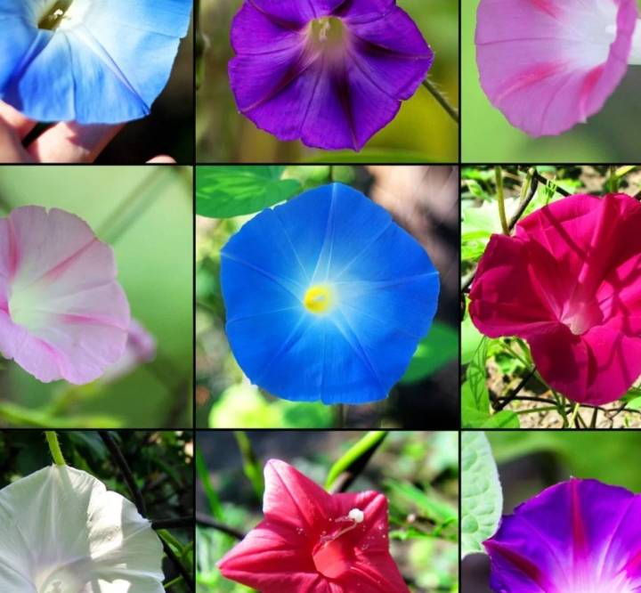 มอร์นิ่งกลอรี่-เมล็ดพันธุ์มอร์นิ่งกลอรี่คละสี-morning-glory-mix-colour-seed-บรรจุ-5-เมล็ด-10-บาท