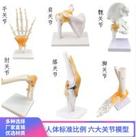 The function model of the human knee joint shoulder joint elbow joints foot joint movable hip bone model