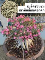 เมล็ดชวนชมสายพันธุ์เขาหินซ้อนดอกดก จำนวน 50 เมล็ด