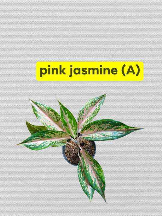 Aglaonema Pink Jasmine Lazada PH
