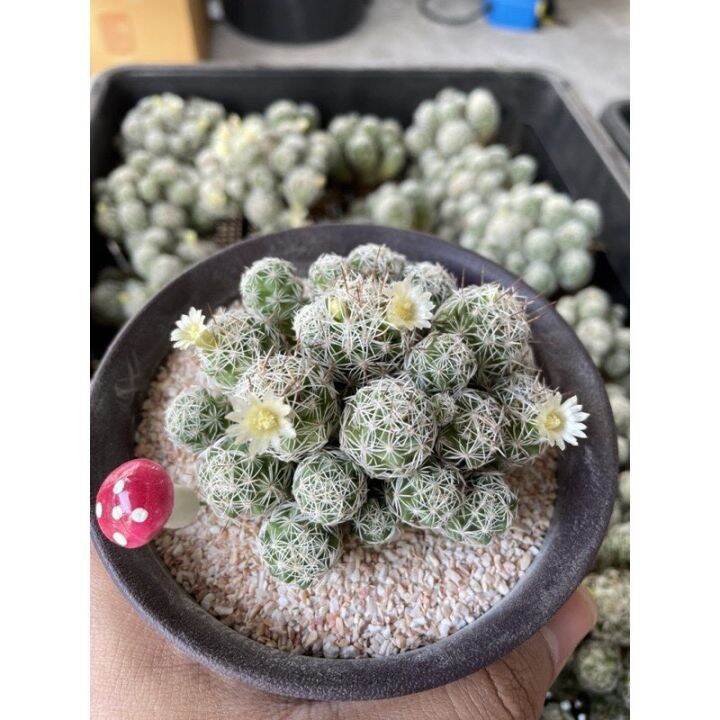 แมมตุ๊กตาญี่ปุ่น-mammillaria-gracilis-กระถาง-2-นิ้ว-ฟอมกอ-มีพร้อมจัดส่ง