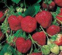 เมล็ดพันธุ์ Strawberry สายพันธุ์ Tioga 50 เมล็ด เมล็ดพันธุ์นำเข้าจากยุโรป.