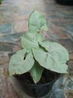 ออมเงินแคระ 1 ต้น (Syngonium podophyllum) #ไม้ฟอกอากาศ #ไม้มงคล #ใจเกษตร