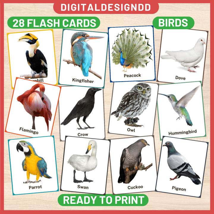 Bird Digital PDF Flash Cards for baby toddler preschool kids Kad imbas