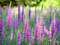 เมล็ดพันธุ์ เพอเพิ่ล ลูสสไตร้ฟ Lythrum salicaria purple loosestrife 1000 เมล็ด เมล็ดพันธุ์นำเข้าจาก อังกฤษ