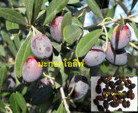 เมล็ด มะกอก มะกอกน้ำมัน (European Olive Oil / Olea europaea) เมล็ดพร้อมเนื้อแห้ง / 5 เม็ด จาก Malta