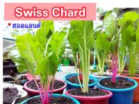 เมล็ดพืช seed เมล็ดพันธุ์ เมล็ดผัก Swiss Chart ผักกาดสายรุ้ง เมล็ดนำเข้า พร้อมคำแนะนำการเพาะเมล็ด