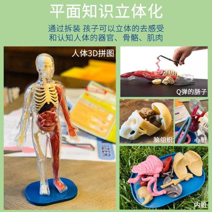 smartlab-model-toys-for-children-to-explore-the-human-anatomy-organs-need-brain-stem-bone-science-experiments