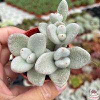 ( Pro+++ )++ Kalanchoe Eriophylla ( Snow White Panda ) ไม้อวบน้ำ กุหลาบหิน cactus&amp;succulent ราคาดี ต้นไม้ ฟอก อากาศ กระถาง ต้นไม้ ไม้ ประดับ ต้นไม้ ปลูก ใน บ้าน