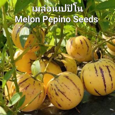 เมล่อนเปปิโน Pepino Melon Seeds เมล็ดพันธุ์เมล่อนเปปิโนฮอลแลนด์ บรรจุ 5 เมล็ด เมล่อน