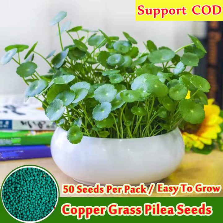 [Fast Growing] Copper Grass Pilea Seeds for Planting (50 Pcs Per Pack