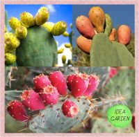 กระบองเพชร ทานผล คละสี สีเหลือง แดง ขาว พริคลี่แพร์คละสี เมล็ด 5 เมล็ด - Mixed Prickly Pear seed